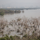 mangrove forests